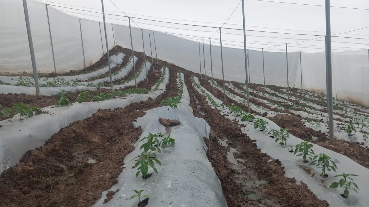 SAG impulsa proyecto AgroJoven con cultivos en Casa Malla